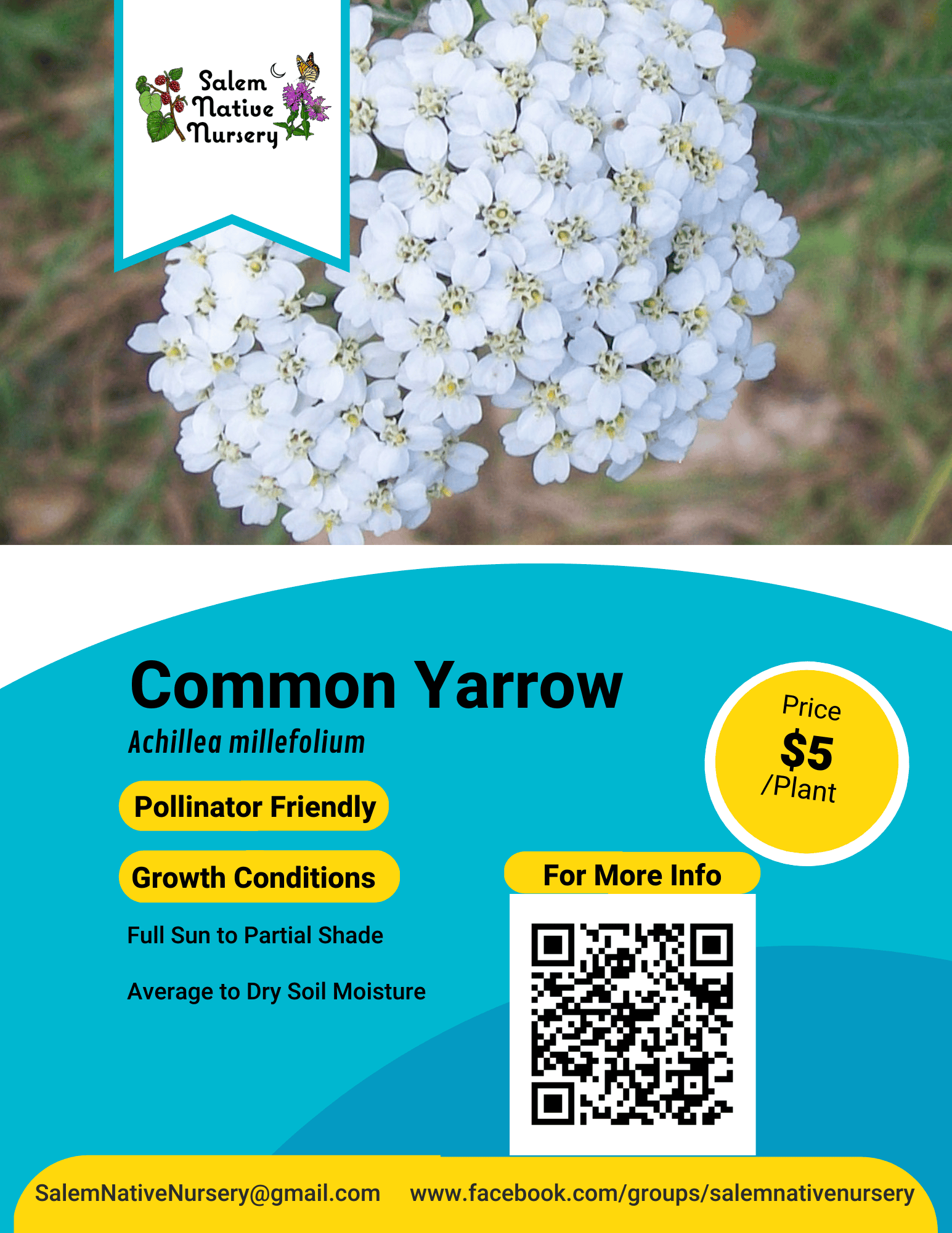 Common Yarrow
